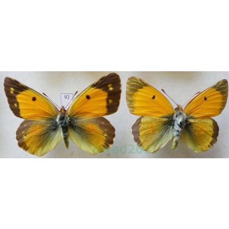 Colias croceus (Geoffroy, 1785) pair Szlaczkoń sylwetnik Czech92